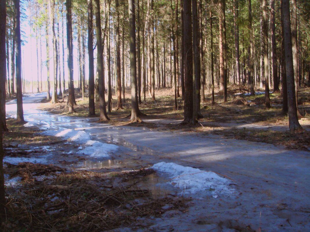 Лесная дорога - Olga Oskolkova