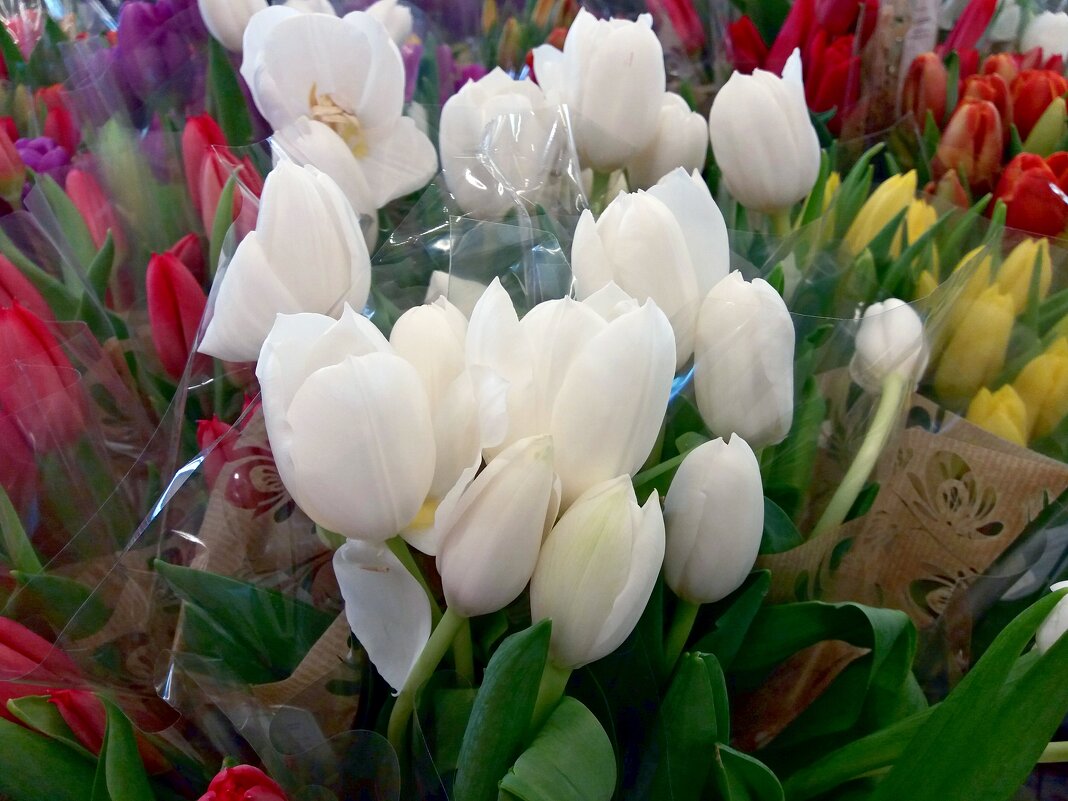 Белые тюльпаны - Galina Solovova