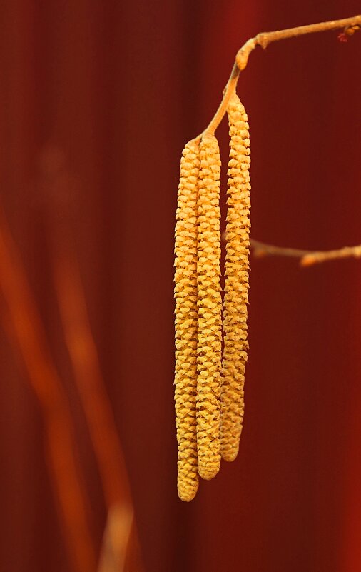 *** - Леонид leo