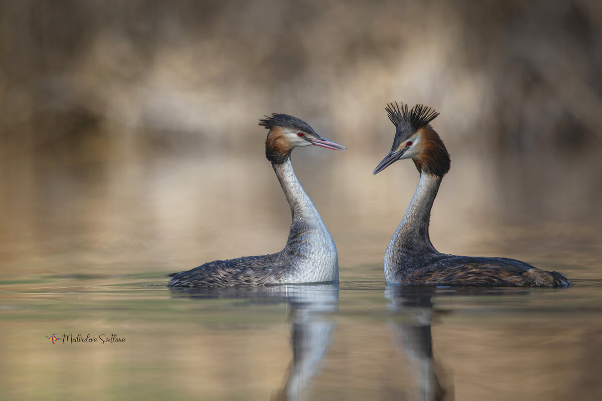 Любовь. - Светлана Ивановна Медведева Любовь. - Светлана Ивановна Медведева