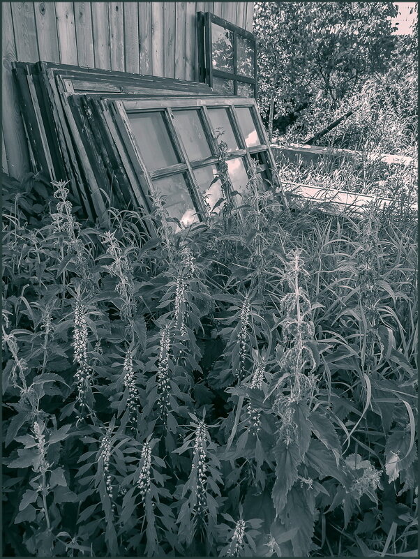 Пустырь, заросший Пустырником - Наталья Rosenwasser Пустырь, заросший Пустырником - Наталья Rosenwasser