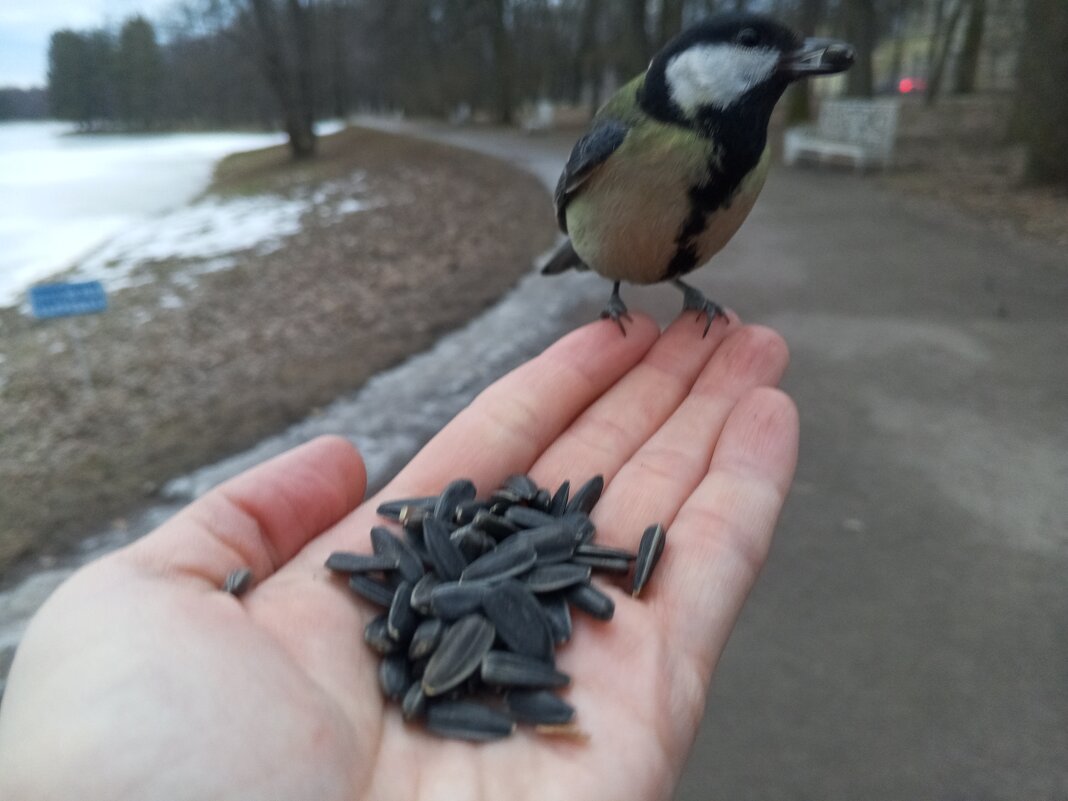 Синица - Сапсан 