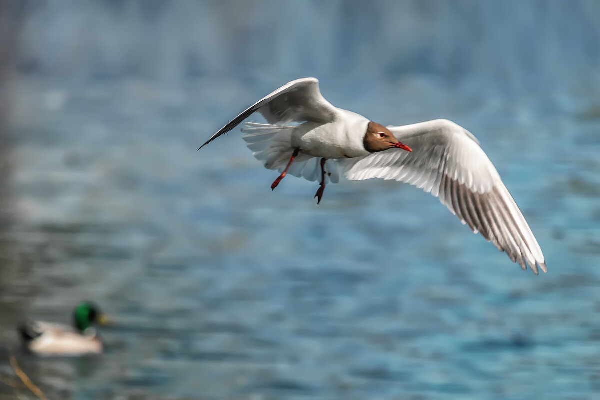 Про чаек - Владимир Колесников Про чаек - Владимир Колесников