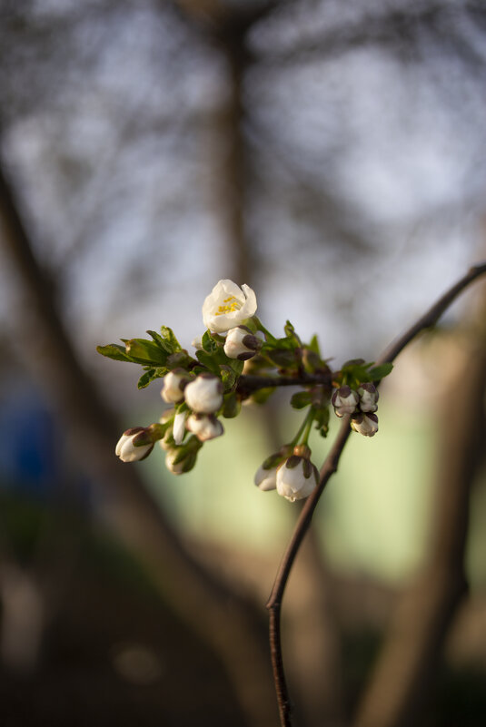 ***** - Яна Горбунова