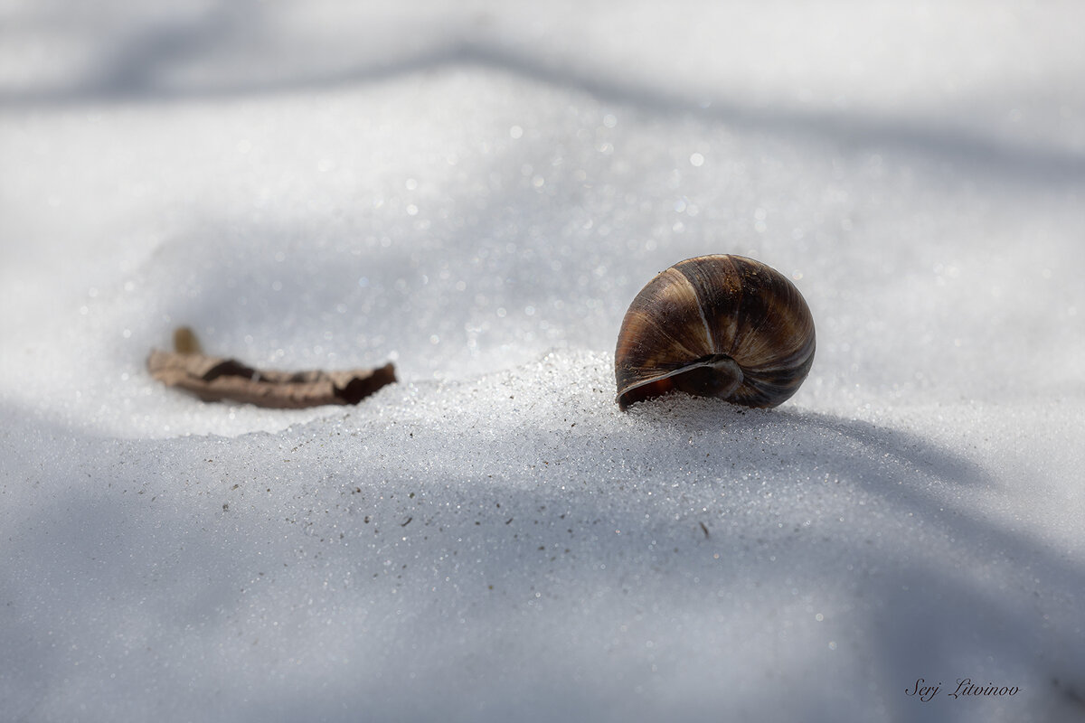 Старый дом - Сергей Литвинов