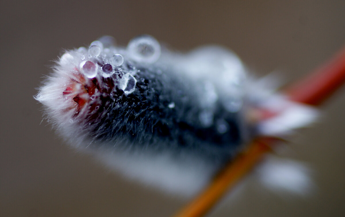 весенние пушистики 4 - Александр Прокудин