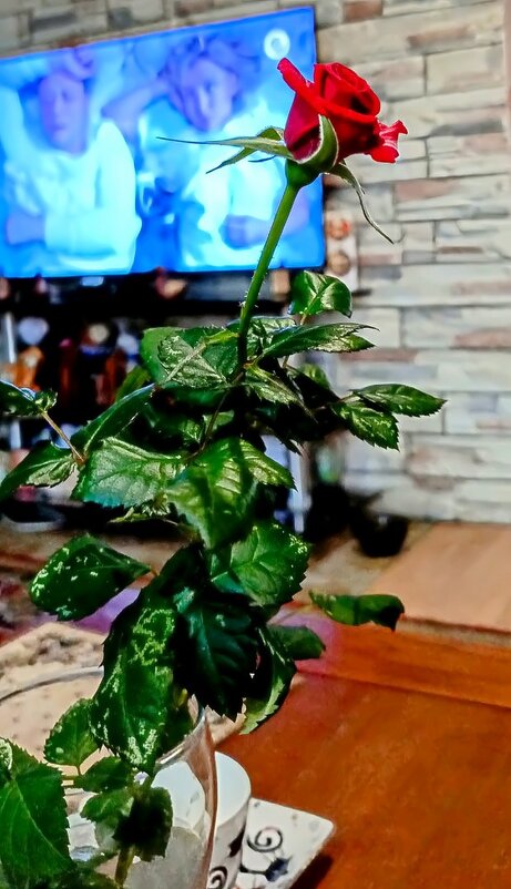 Роза. - Михаил Столяров