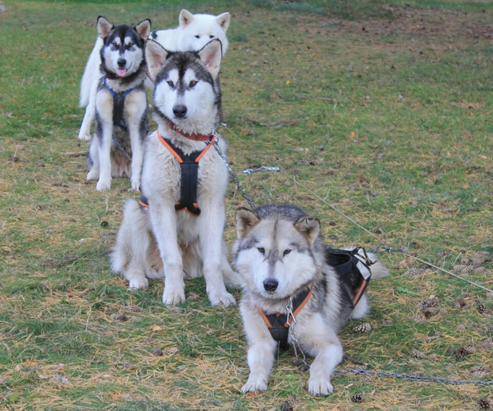 собака - марта Камушкина собака - марта Камушкина