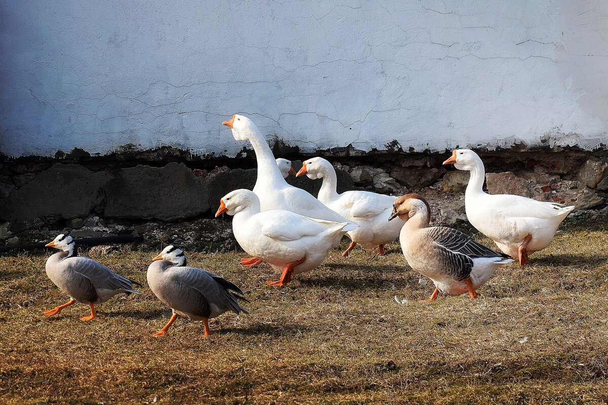 Перезимовали: все живы, здоровы. - Татьяна Помогалова