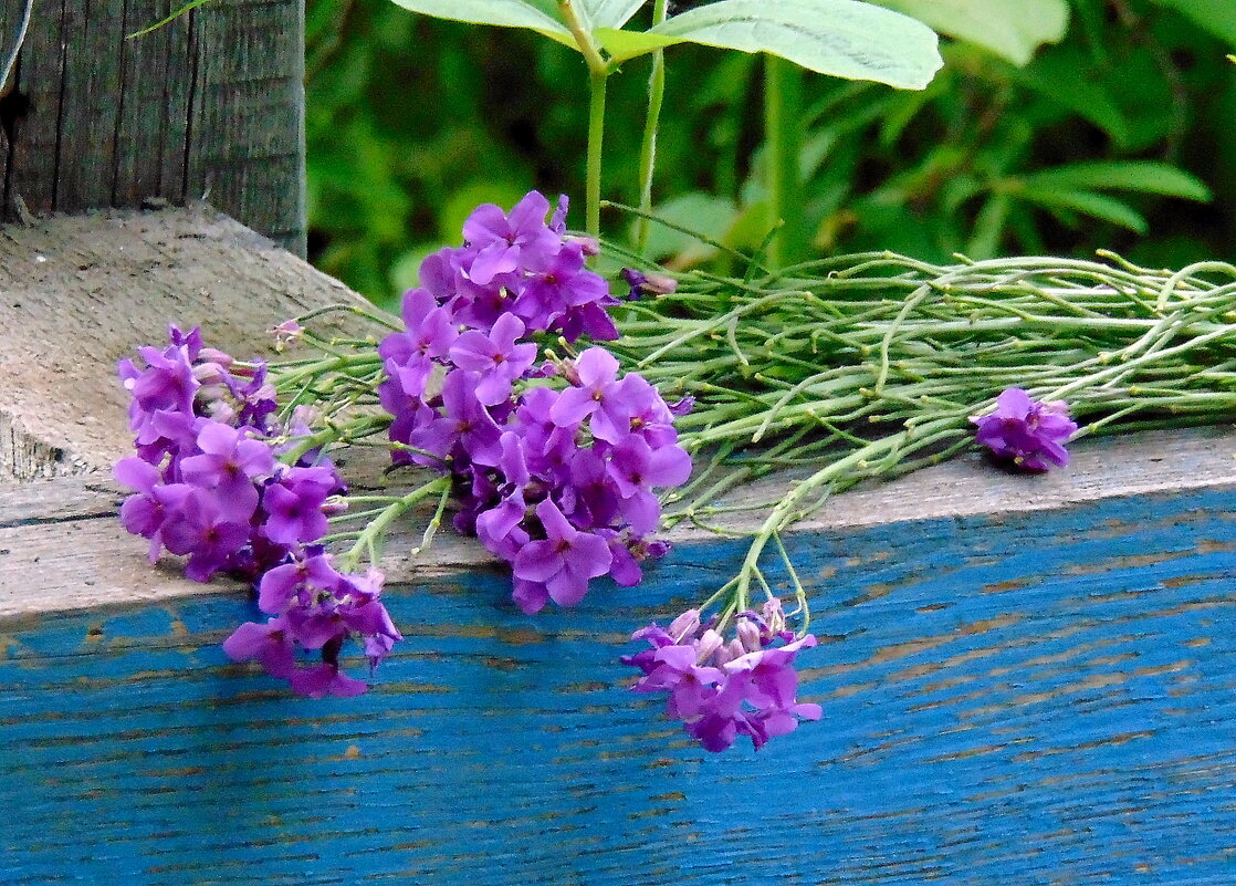 Летние цветы. - nadyasilyuk Вознюк Летние цветы. - nadyasilyuk Вознюк