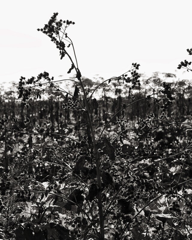 Название отсутствует - Денис Безногов Название отсутствует - Денис Безногов