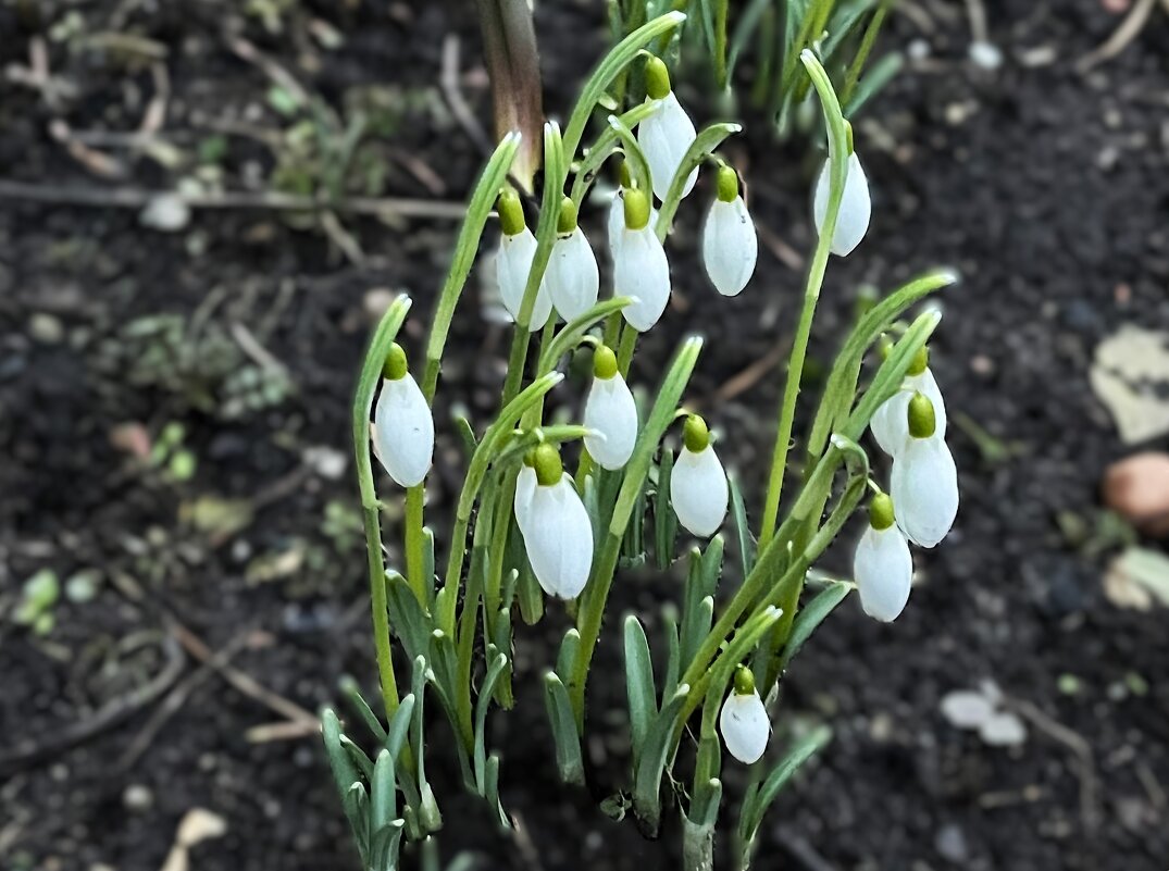 ***зацвели п о д с н е ж н и к и *** - Olga Oskolkova ***зацвели п о д с н е ж н и к и *** - Olga Oskolkova