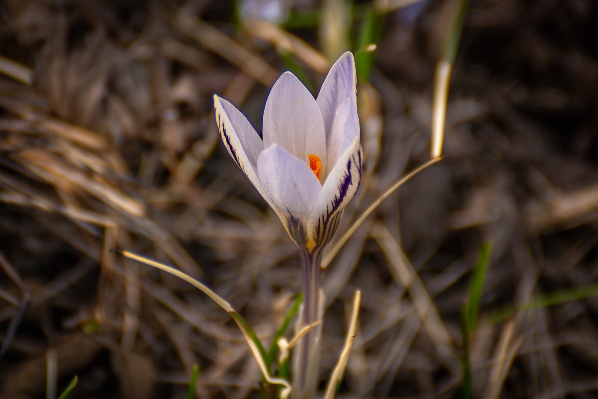 Крокус - Игорь Сикорский Крокус - Игорь Сикорский