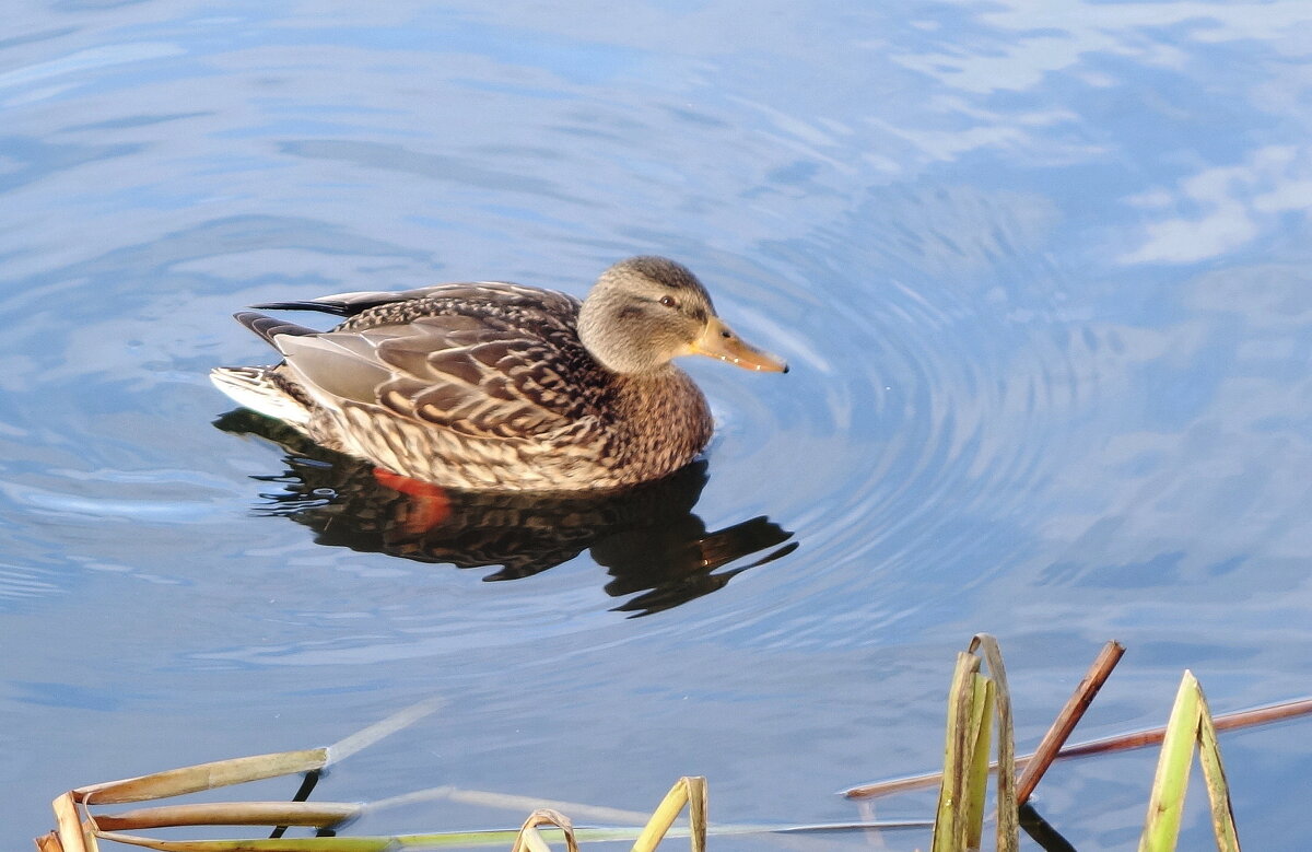 Кряква - Рита Симонова