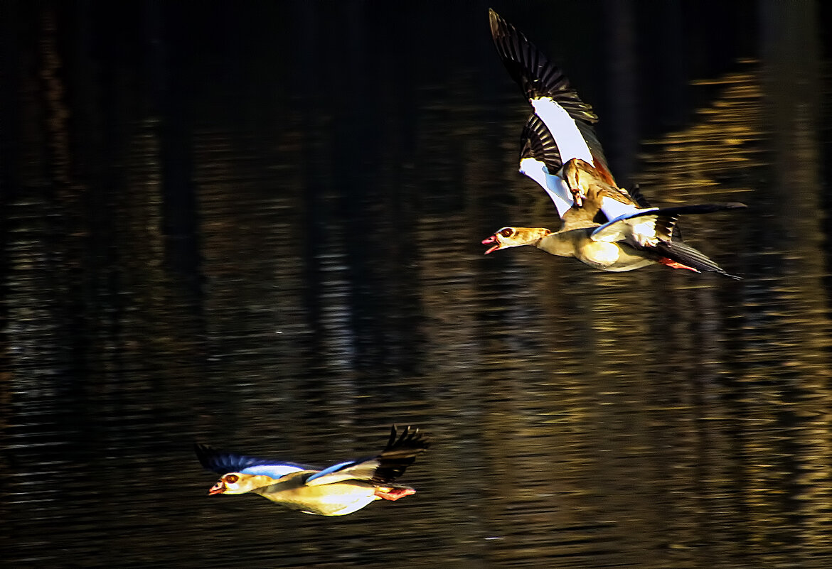 ****** - Андроник Александр ****** - Андроник Александр
