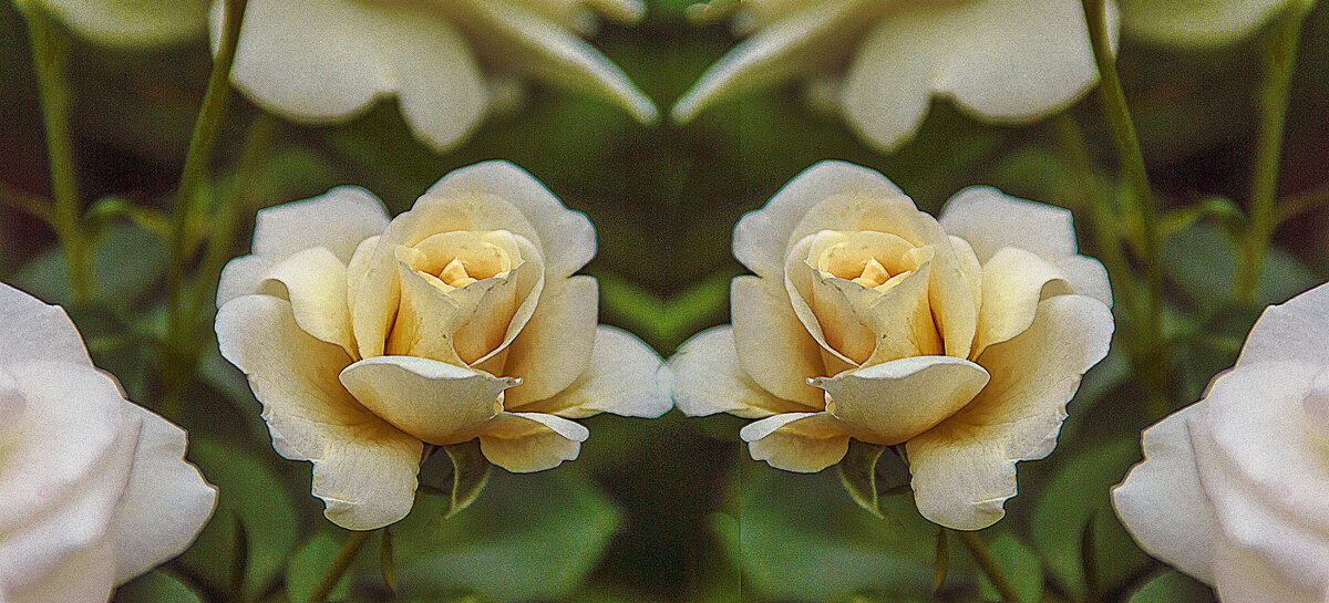 Розы - Владимир Кроливец Розы - Владимир Кроливец