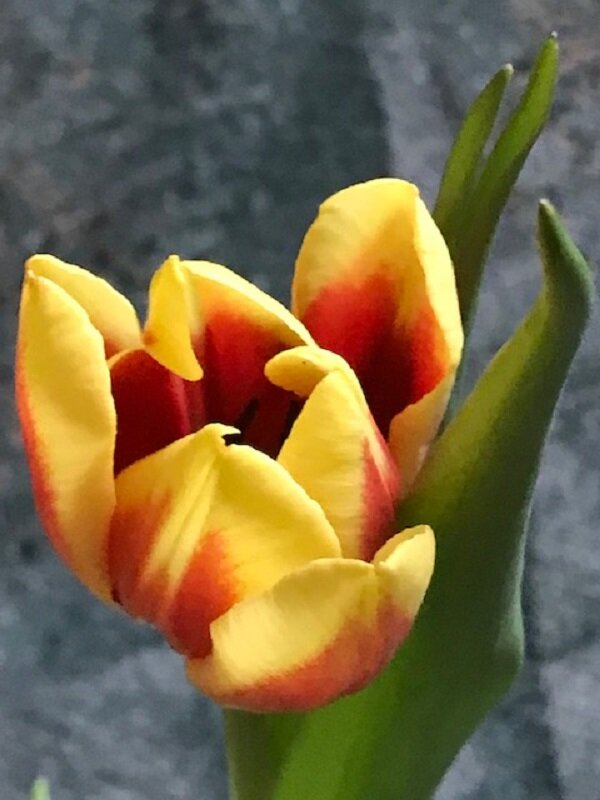 *** - Татьяна Юрасова