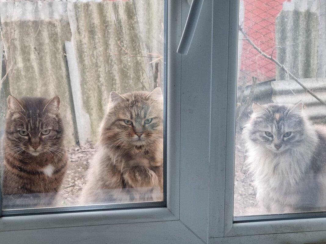 Утренние визиты :) - Наталья 