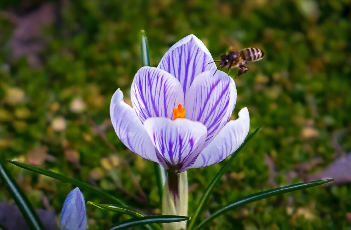Крокус - Aleksey Afonin