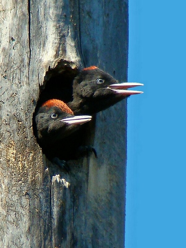 гнездо черного дятла - gawrilа - dan гнездо черного дятла - gawrilа - dan