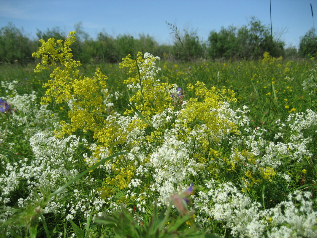 Подмаренники: настоящий и северный - Anna Ivanova Подмаренники: настоящий и северный - Anna Ivanova