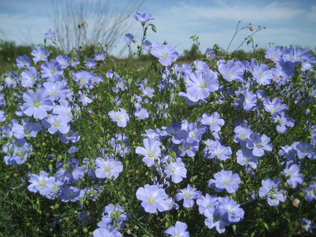 Лён - Anna Ivanova