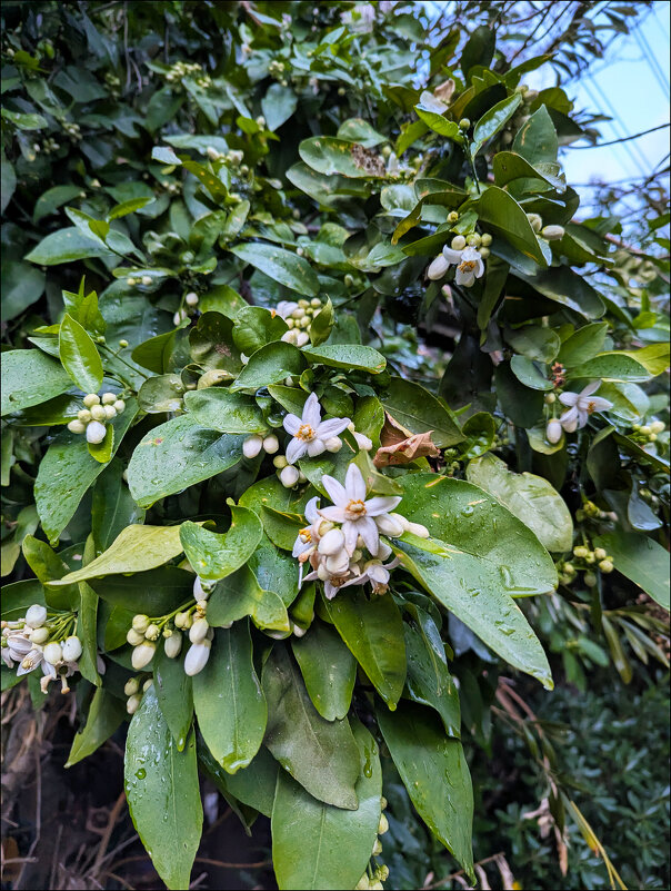 Цветение - Валерий Готлиб Цветение - Валерий Готлиб
