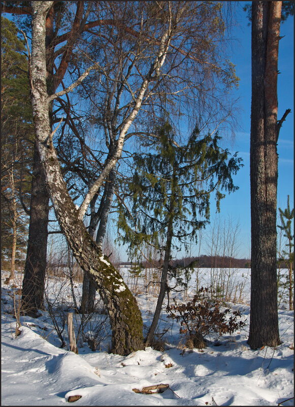 Лесной мотив - lady v.ekaterina Лесной мотив - lady v.ekaterina
