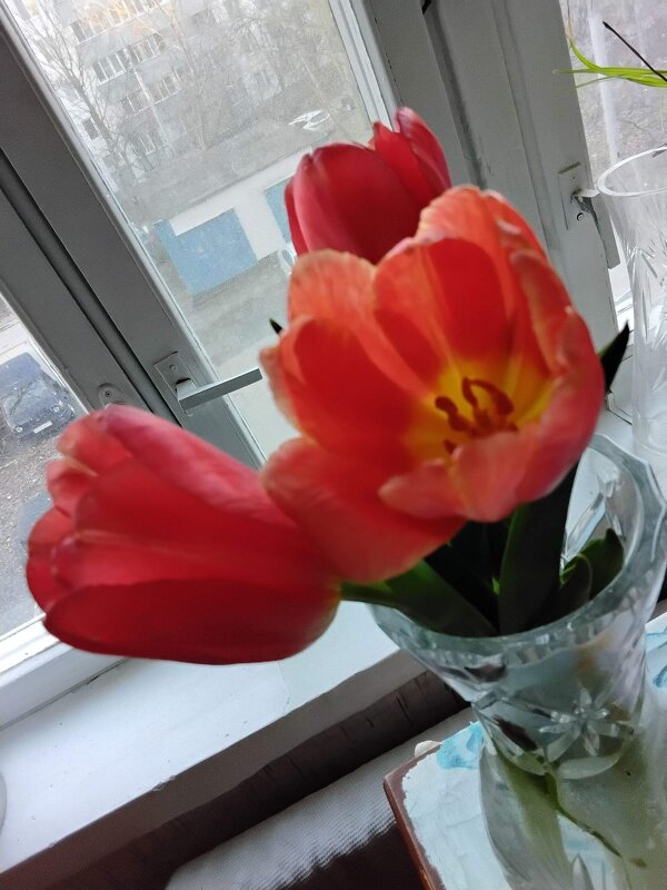 Букет тюльпанов красных - Дмитрий Никитин