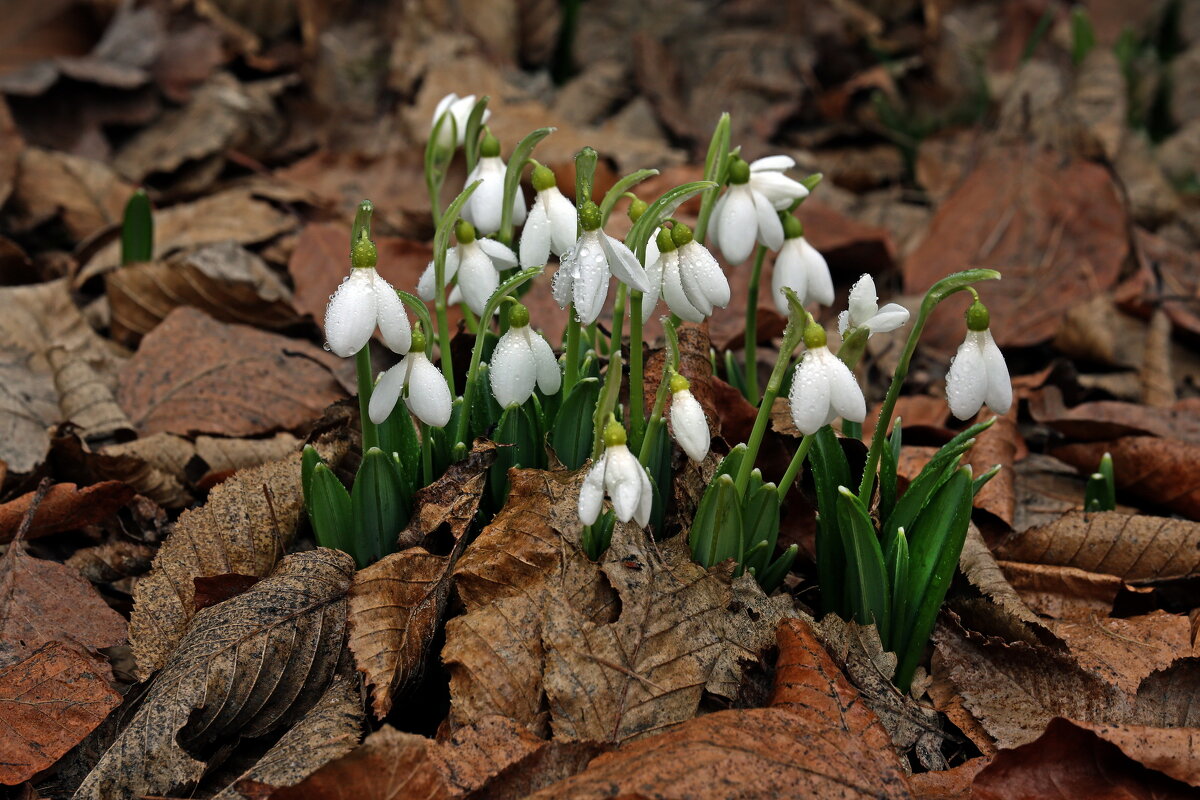 10 марта - Михаил Бибичков