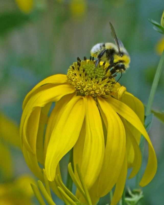 Шмелик - Елена Макарова Шмелик - Елена Макарова