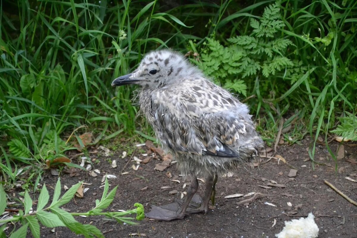 Грустит без мамы. - Надежда 