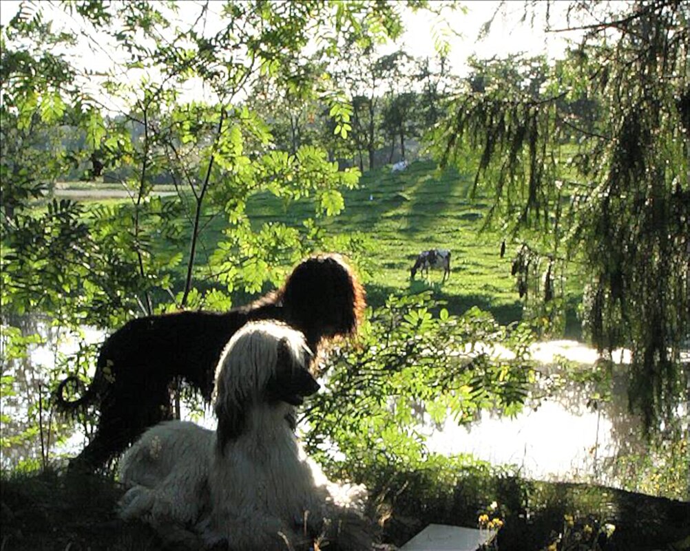 собаки - марта Камушкина