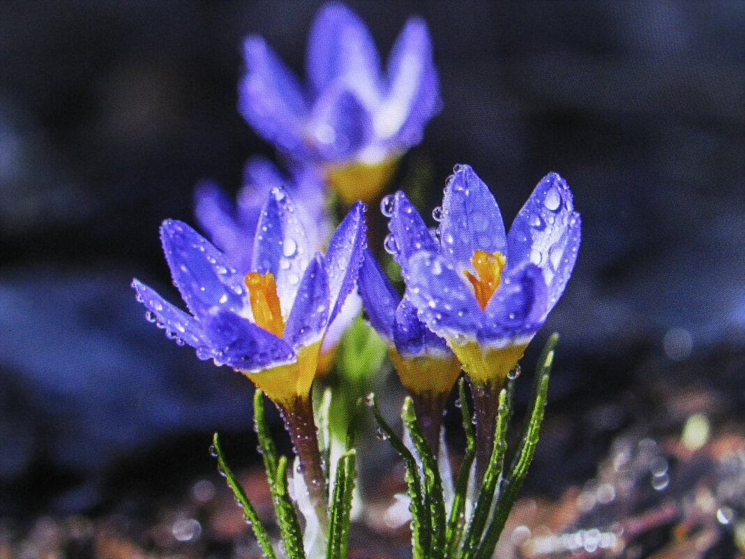После дождя - Людмила Смородинская После дождя - Людмила Смородинская