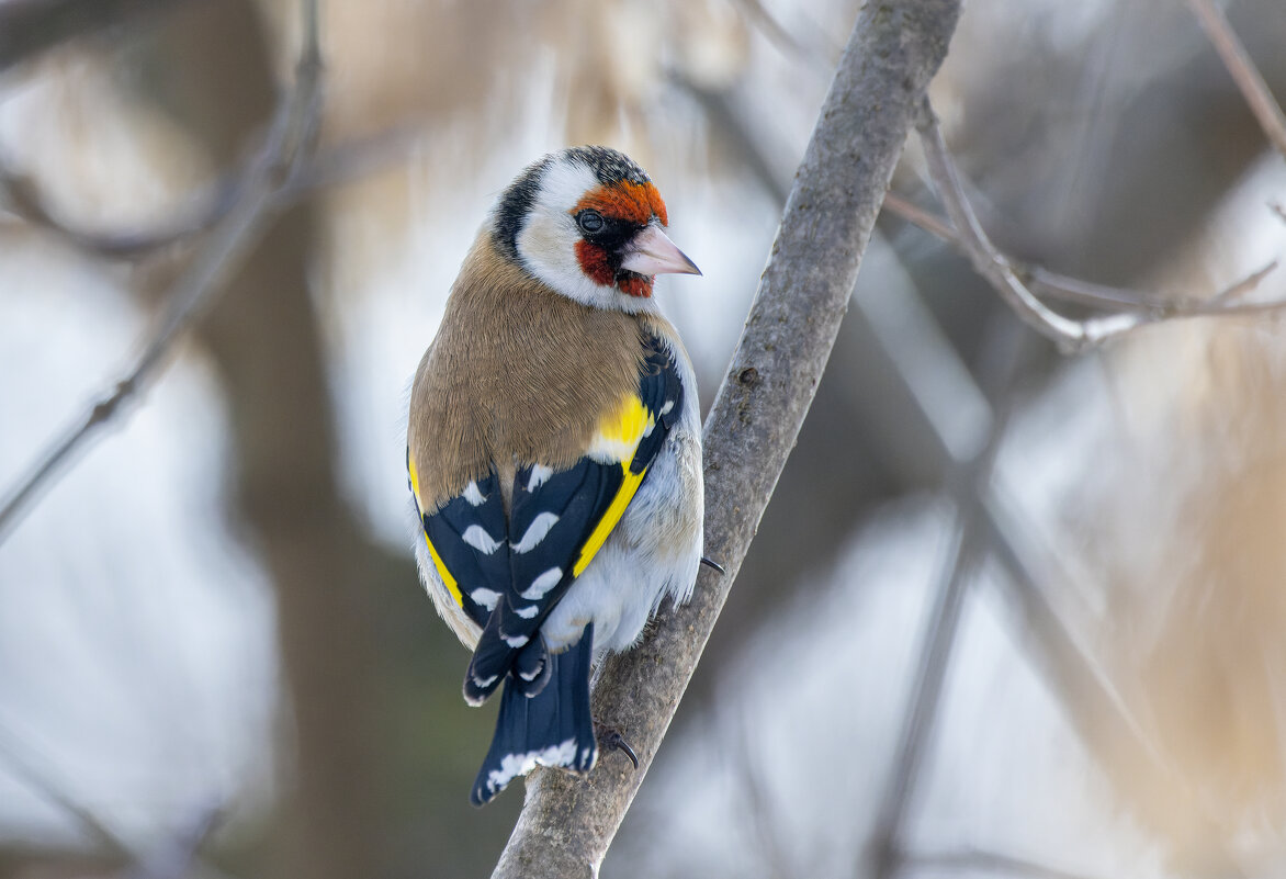 цегол. - юрий макаров цегол. - юрий макаров