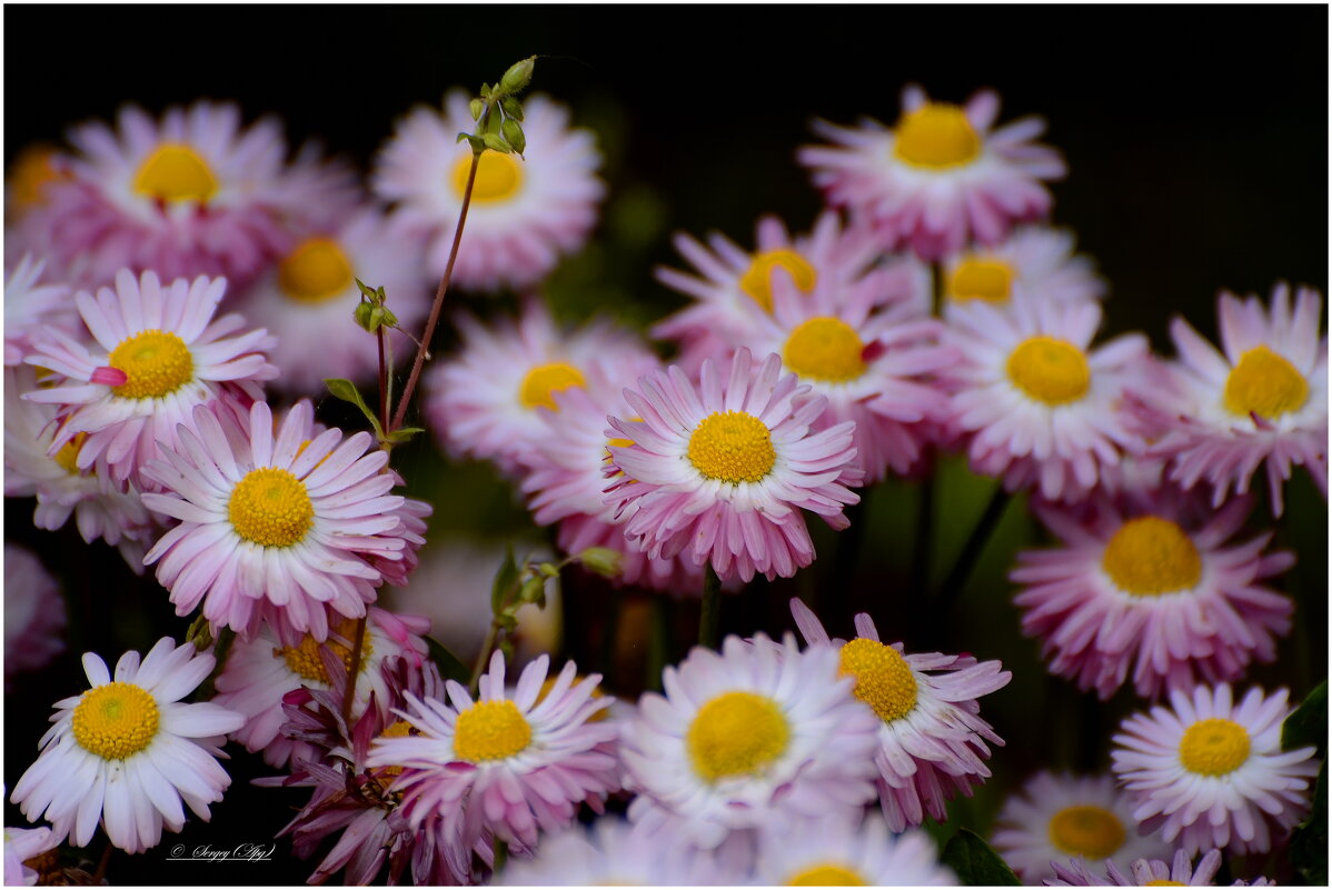 Как хочется лета.... - Sergey (Apg)