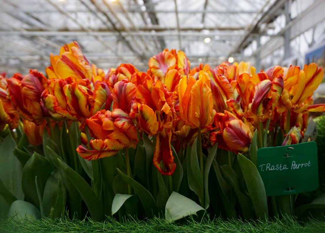 Выставка " Репетиция весны" - Ольга 