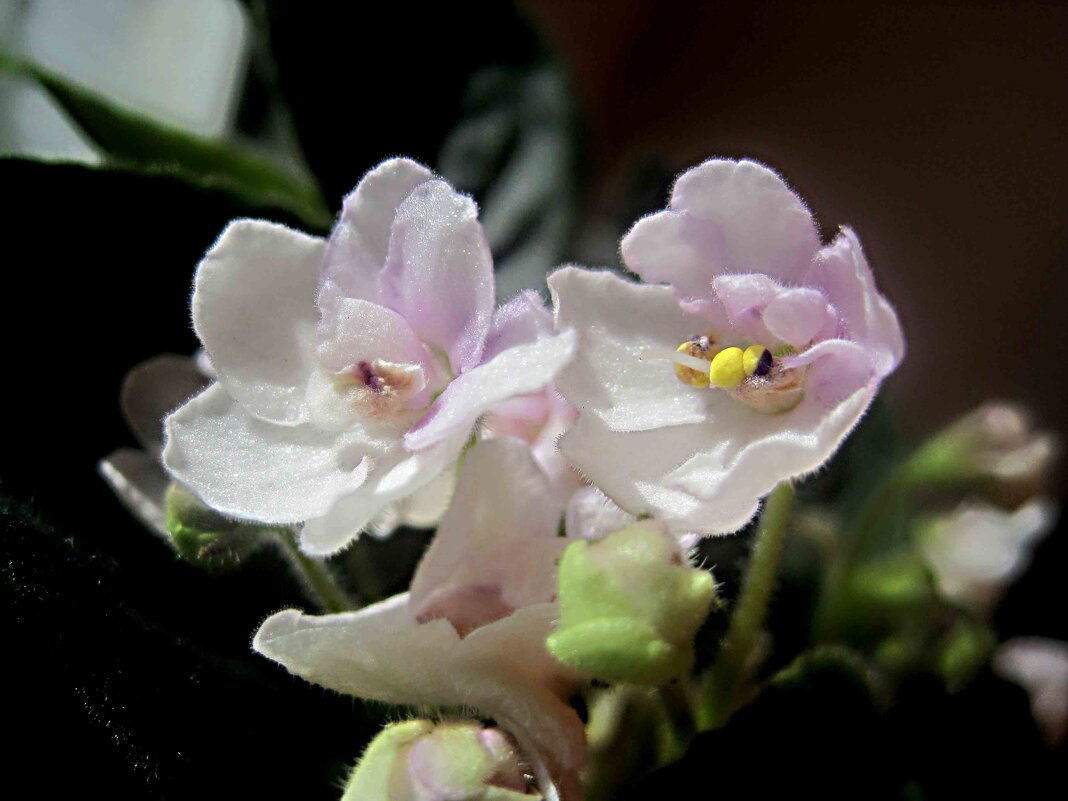 Фиалки - Елена Семигина Фиалки - Елена Семигина