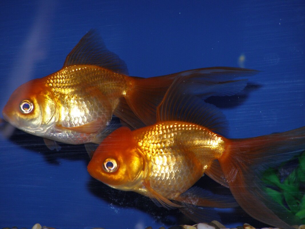 А Золотых уже две - Николай ntv А Золотых уже две - Николай ntv