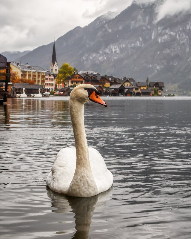 Австрия - Владимир Колесников
