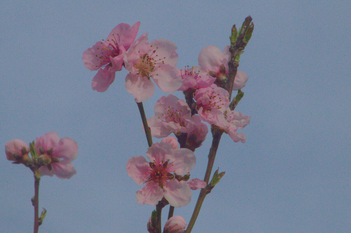 розовый миндаль - Giant Tao /