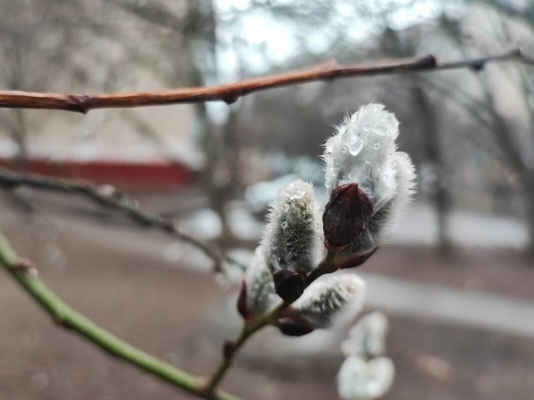 ,,, - Сергей Тимоновский ,,, - Сергей Тимоновский