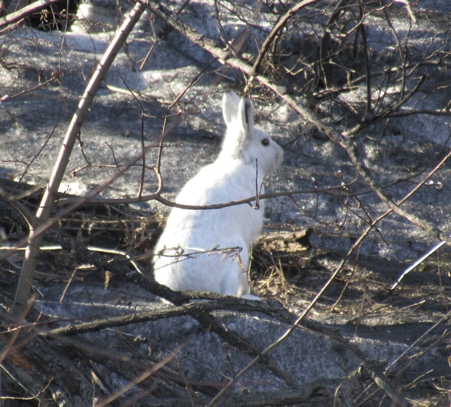 Мартовский зайка - Galaelina *** Мартовский зайка - Galaelina ***