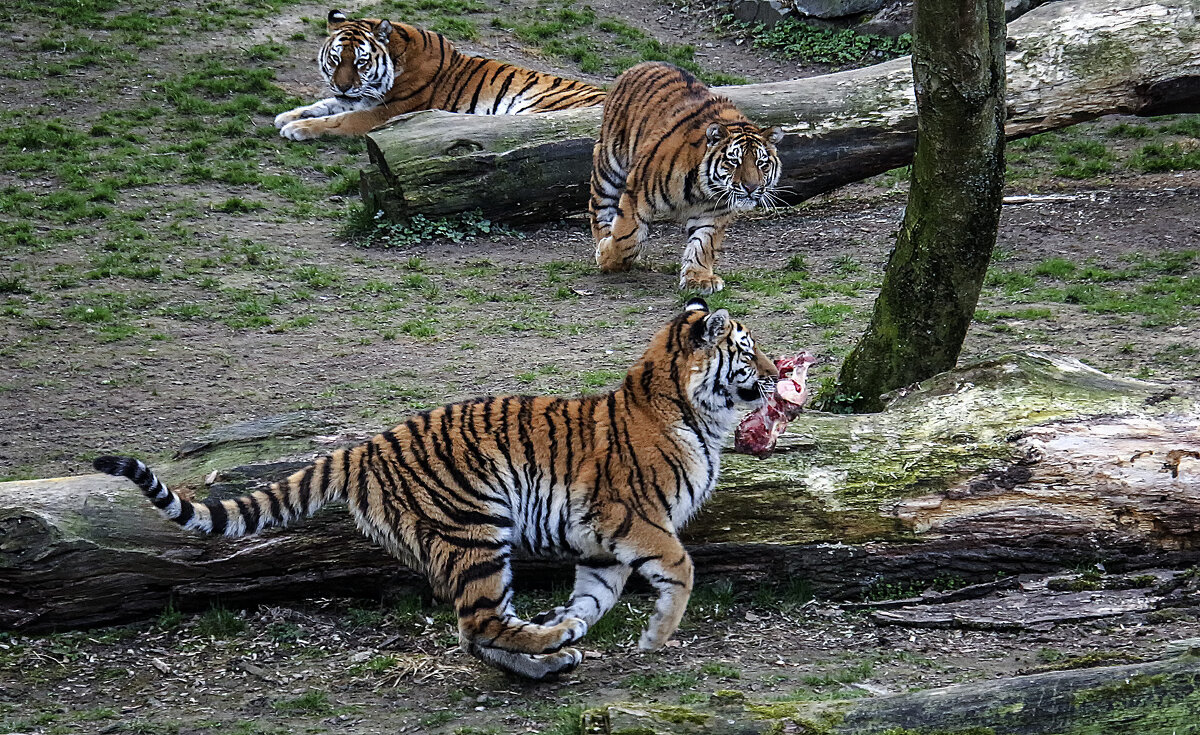 Это моя кость - Андроник Александр 
