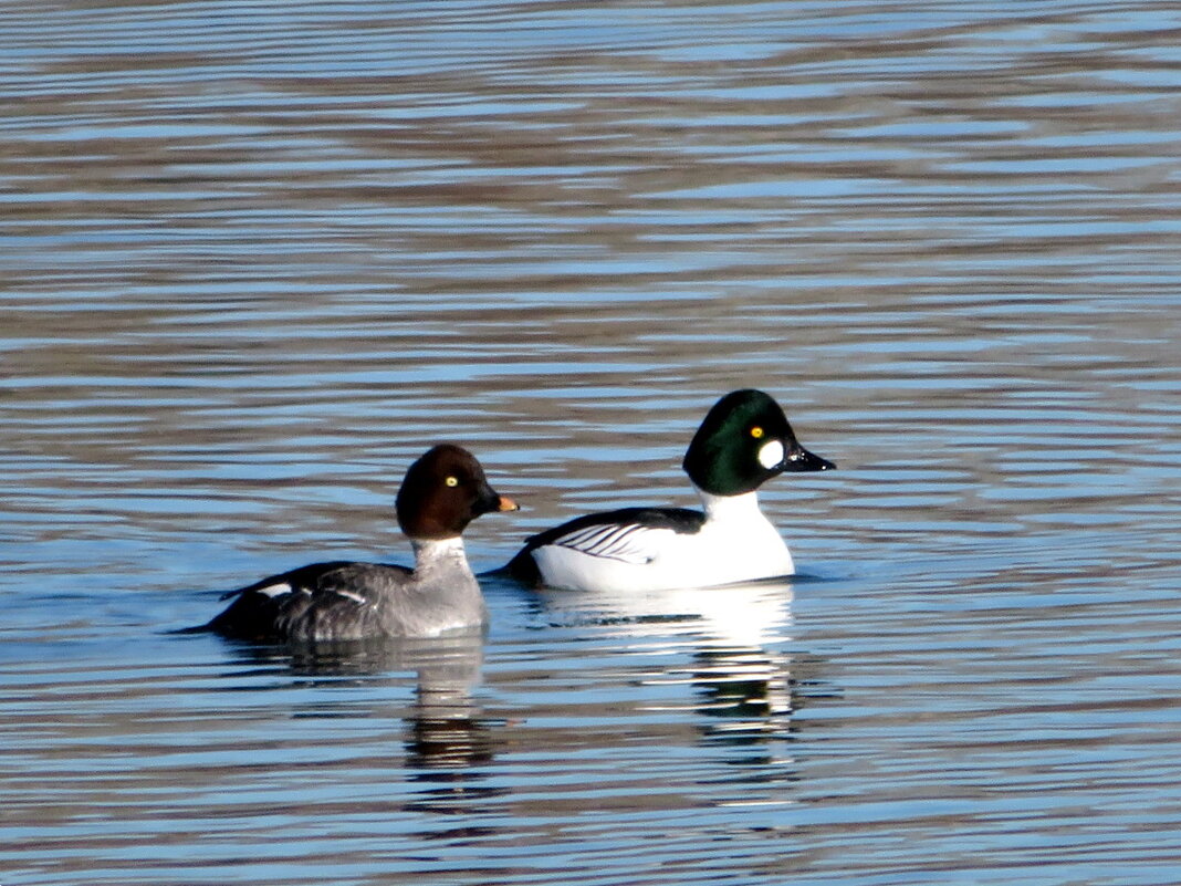 Думаю, вы узнали гоголя? - Егор Бабанов Думаю, вы узнали гоголя? - Егор Бабанов