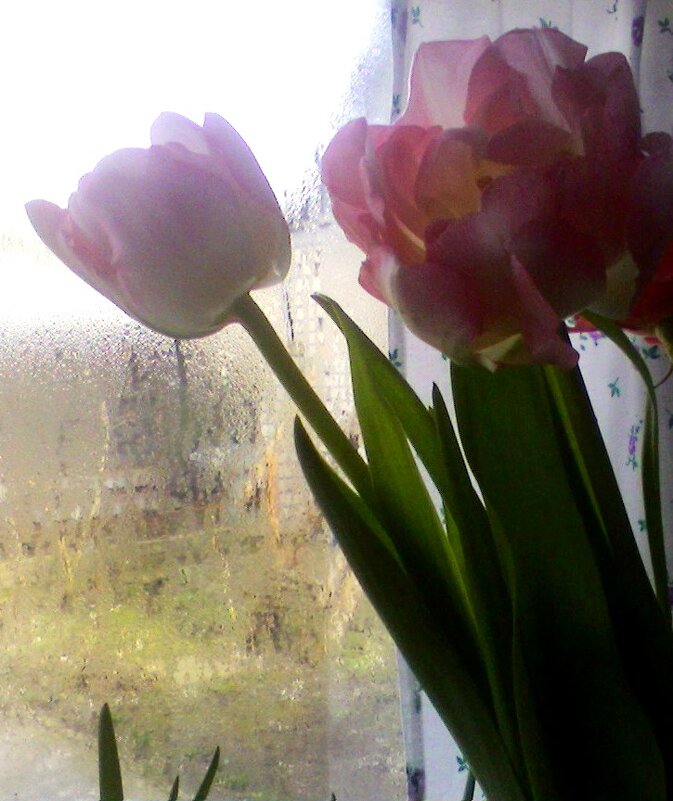 Весенний дождик - Наталья 