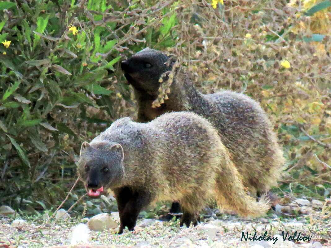 Мангусты вышли на охоту - Николай Волков Мангусты вышли на охоту - Николай Волков