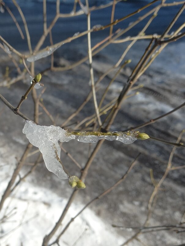 15 марта 2025 - BoxerMak Mak