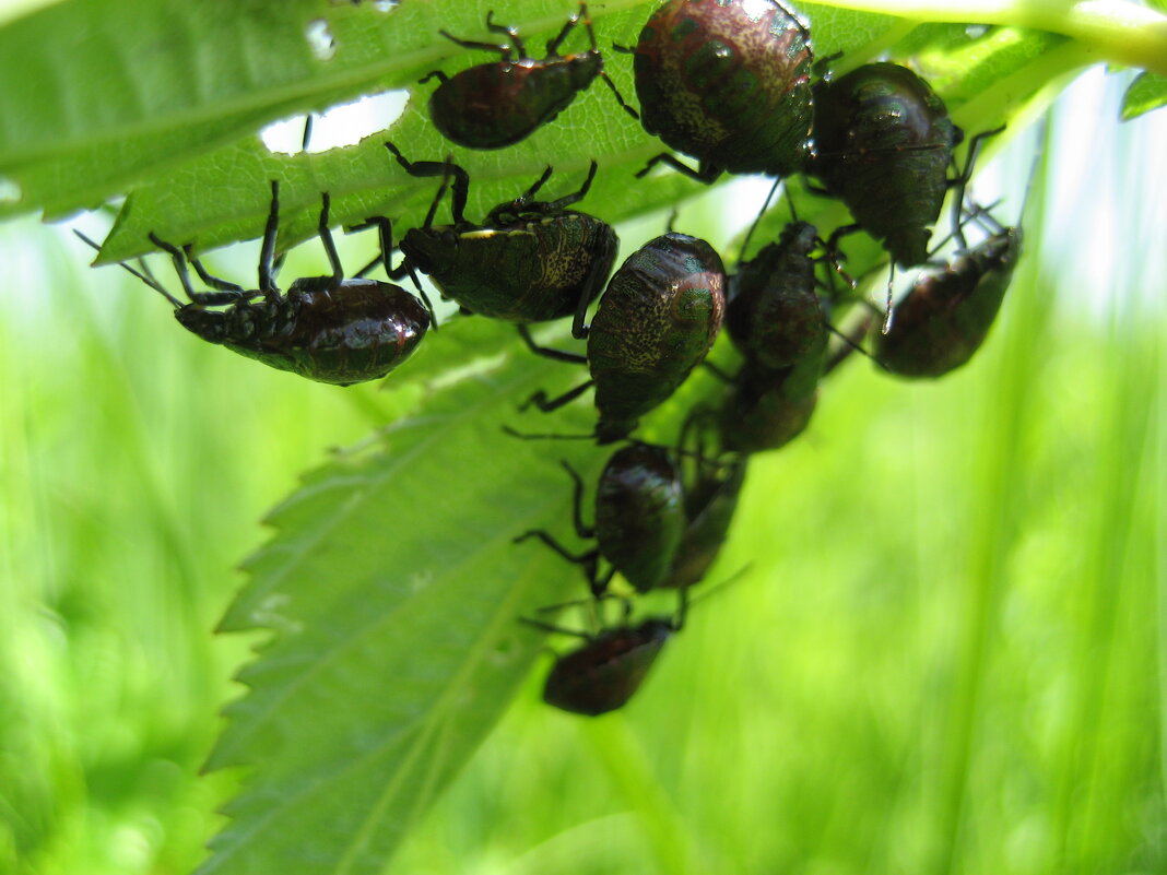 Молодые клопики/щитники - Anna Ivanova Молодые клопики/щитники - Anna Ivanova