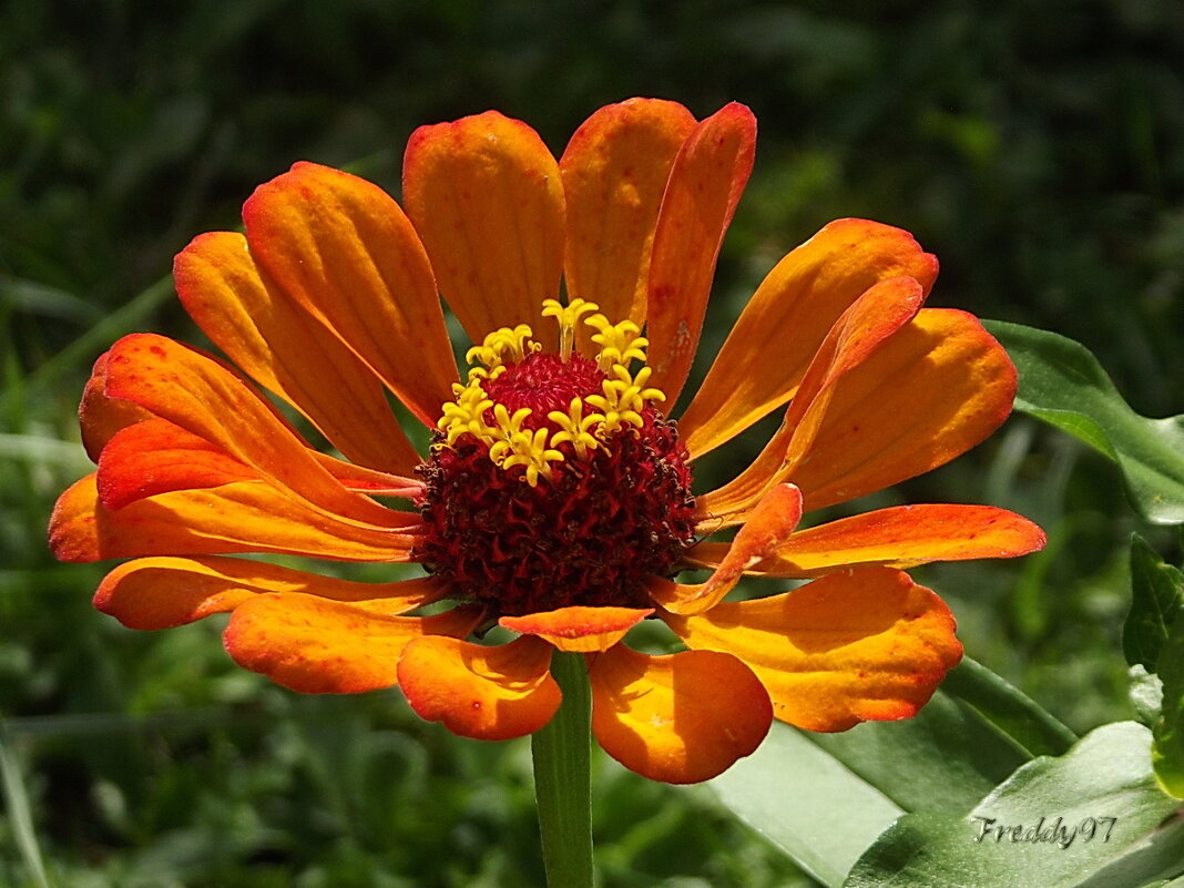 Цинния - Freddy 97
